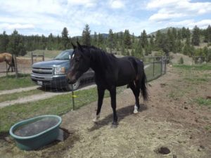 Two year old black stallion 